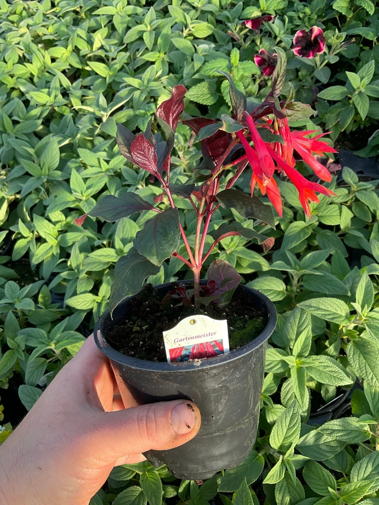 Fuchsia Live Plant – Gardenmeister Variety – 4.5 inch Pot – Outdoor Flowering - Image 6