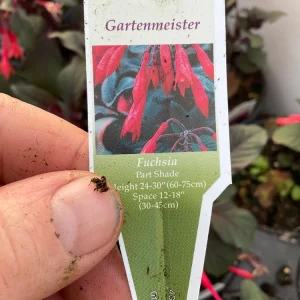 Fuchsia Live Plant – Gardenmeister Variety – 4.5 inch Pot – Outdoor Flowering - Image 7