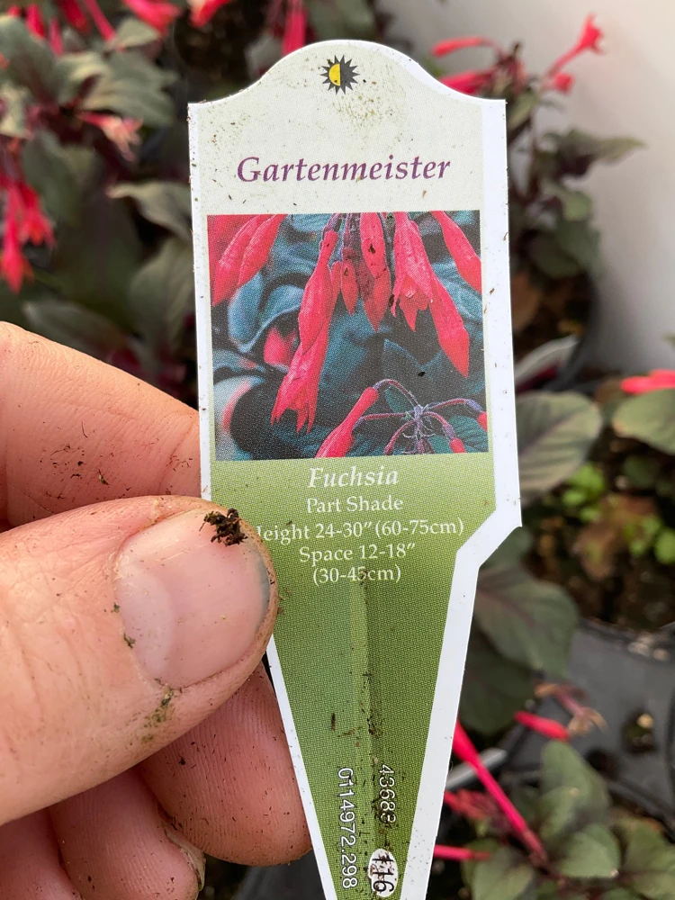 Fuchsia Live Plant – Gardenmeister Variety – 4.5 inch Pot – Outdoor Flowering - Image 7