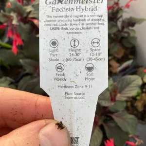 Fuchsia Live Plant – Gardenmeister Variety – 4.5 inch Pot – Outdoor Flowering - Image 8