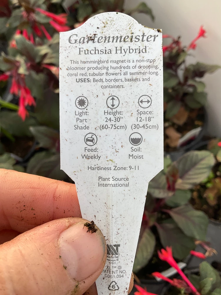 Fuchsia Live Plant – Gardenmeister Variety – 4.5 inch Pot – Outdoor Flowering - Image 8