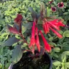Fuchsia Live Plant – Gardenmeister Variety – 4.5 inch Pot – Outdoor Flowering - Image 1