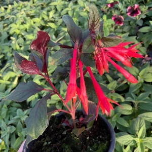 Fuchsia Live Plant – Gardenmeister Variety – 4.5 inch Pot – Outdoor Flowering - Image 1