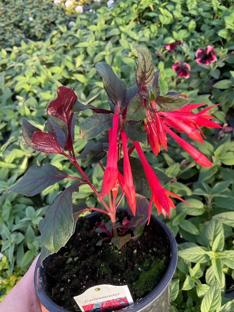 Fuchsia Live Plant – Gardenmeister Variety – 4.5 inch Pot – Outdoor Flowering - Image 1