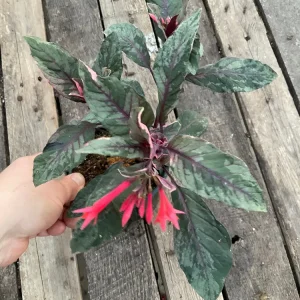Fuchsia Upright Fire Cracker Live Plant – 4.5
