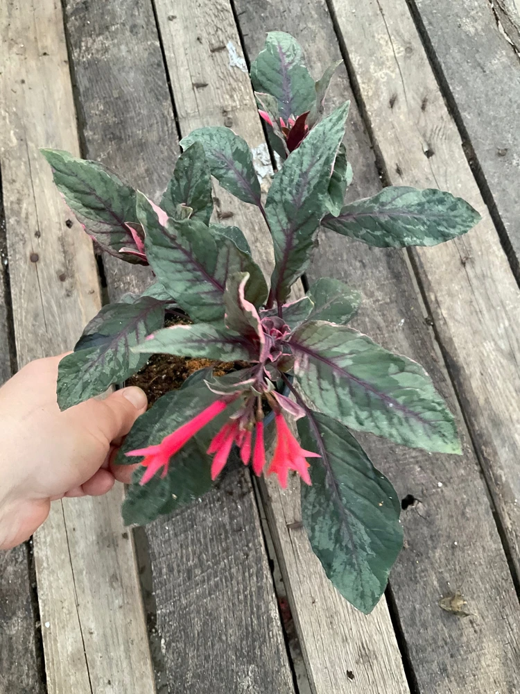 Fuchsia Upright Fire Cracker Live Plant – 4.5" Pot – Outdoor Flowering - Image 2