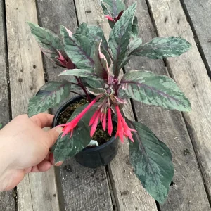 Fuchsia Upright Fire Cracker Live Plant – 4.5