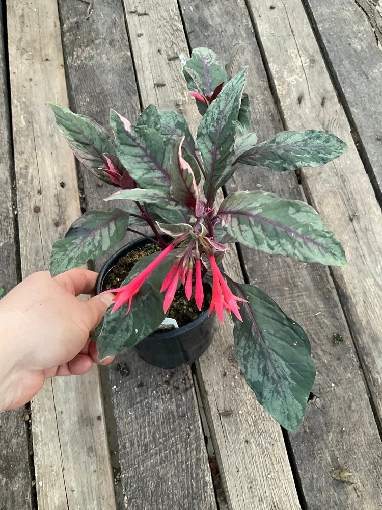 Fuchsia Upright Fire Cracker Live Plant – 4.5" Pot – Outdoor Flowering - Image 3