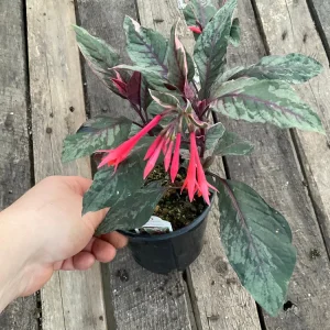 Fuchsia Upright Fire Cracker Live Plant – 4.5