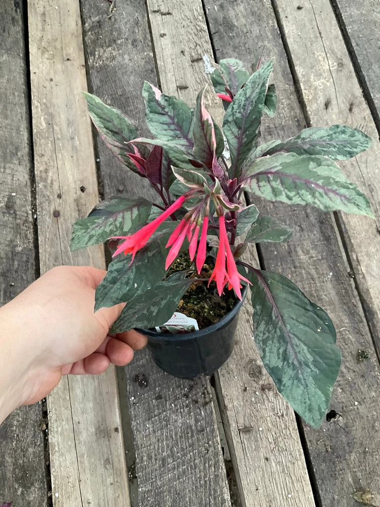 Fuchsia Upright Fire Cracker Live Plant – 4.5" Pot – Outdoor Flowering - Image 4
