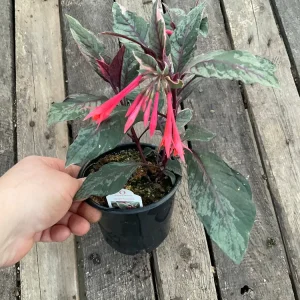 Fuchsia Upright Fire Cracker Live Plant – 4.5