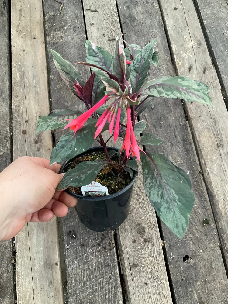 Fuchsia Upright Fire Cracker Live Plant – 4.5" Pot – Outdoor Flowering - Image 5