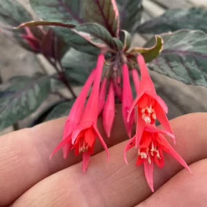 Fuchsia Upright Fire Cracker Live Plant – 4.5