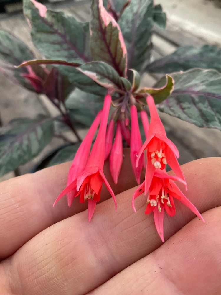 Fuchsia Upright Fire Cracker Live Plant – 4.5" Pot – Outdoor Flowering - Image 6