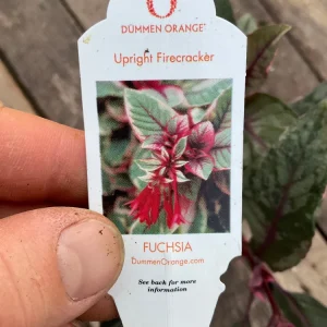 Fuchsia Upright Fire Cracker Live Plant – 4.5