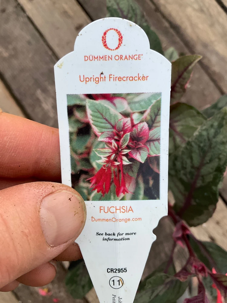 Fuchsia Upright Fire Cracker Live Plant – 4.5" Pot – Outdoor Flowering - Image 7