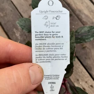 Fuchsia Upright Fire Cracker Live Plant – 4.5