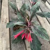 Fuchsia Upright Fire Cracker Live Plant – 4.5" Pot – Outdoor Flowering - Image 1
