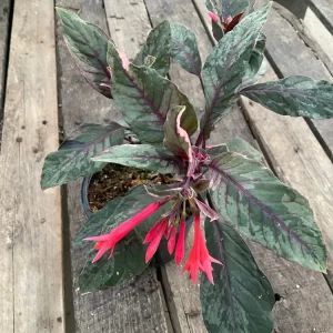 Fuchsia Upright Fire Cracker Live Plant – 4.5