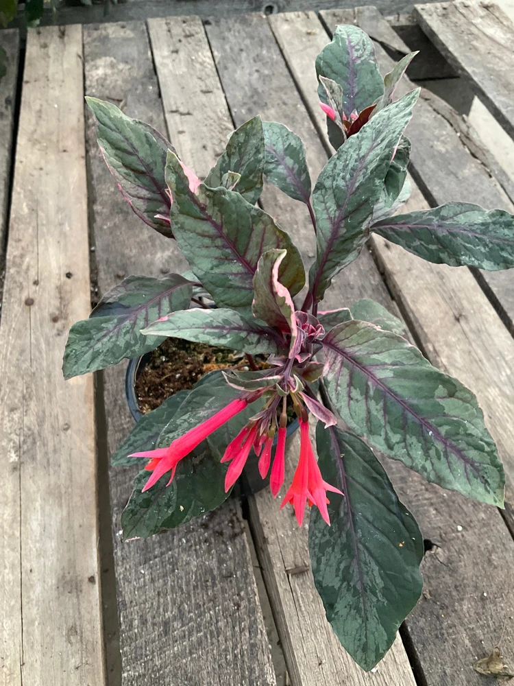 Fuchsia Upright Fire Cracker Live Plant – 4.5" Pot – Outdoor Flowering - Image 1