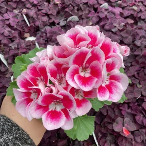 Geranium 'Flower Fairy White Splash' Pelargonium Live Plant - 4.5