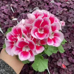 Geranium 'Flower Fairy White Splash' Pelargonium Live Plant - 4.5