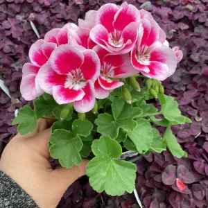 Geranium 'Flower Fairy White Splash' Pelargonium Live Plant - 4.5
