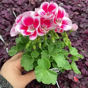 Geranium 'Flower Fairy White Splash' Pelargonium Live Plant - 4.5