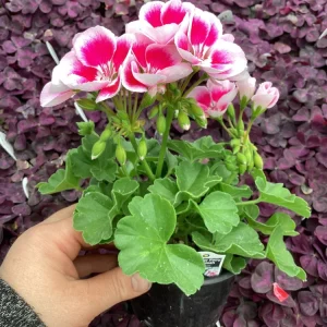 Geranium 'Flower Fairy White Splash' Pelargonium Live Plant - 4.5