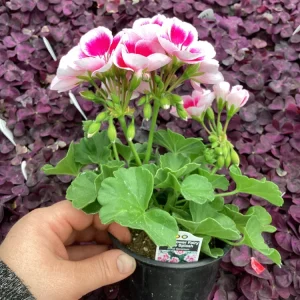 Geranium 'Flower Fairy White Splash' Pelargonium Live Plant - 4.5