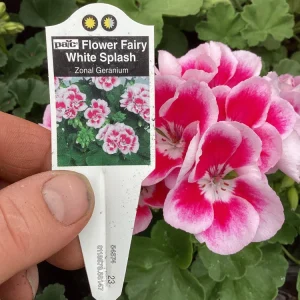 Geranium 'Flower Fairy White Splash' Pelargonium Live Plant - 4.5