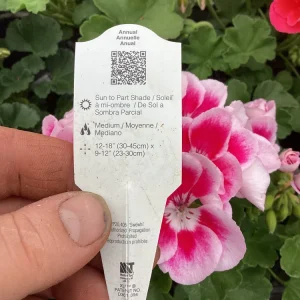 Geranium 'Flower Fairy White Splash' Pelargonium Live Plant - 4.5