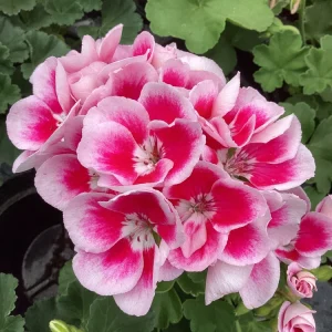 Geranium 'Flower Fairy White Splash' Pelargonium Live Plant - 4.5