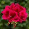Geranium Mojo Cranberry Splash Live Plant - Zonal Pelargonium - 4.5 in Pot - Image 1