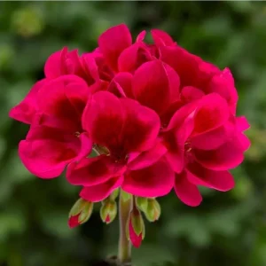 Geranium Mojo Cranberry Splash Live Plant - Zonal Pelargonium - 4.5 in Pot - Image 1