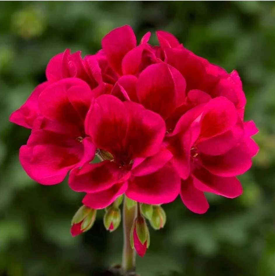 Geranium Mojo Cranberry Splash Live Plant - Zonal Pelargonium - 4.5 in Pot - Image 1