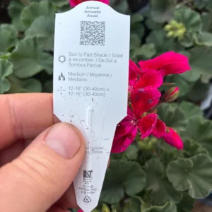 Geranium Mojo Cranberry Splash Live Plant - Zonal Pelargonium - 4.5 in Pot - Image 10