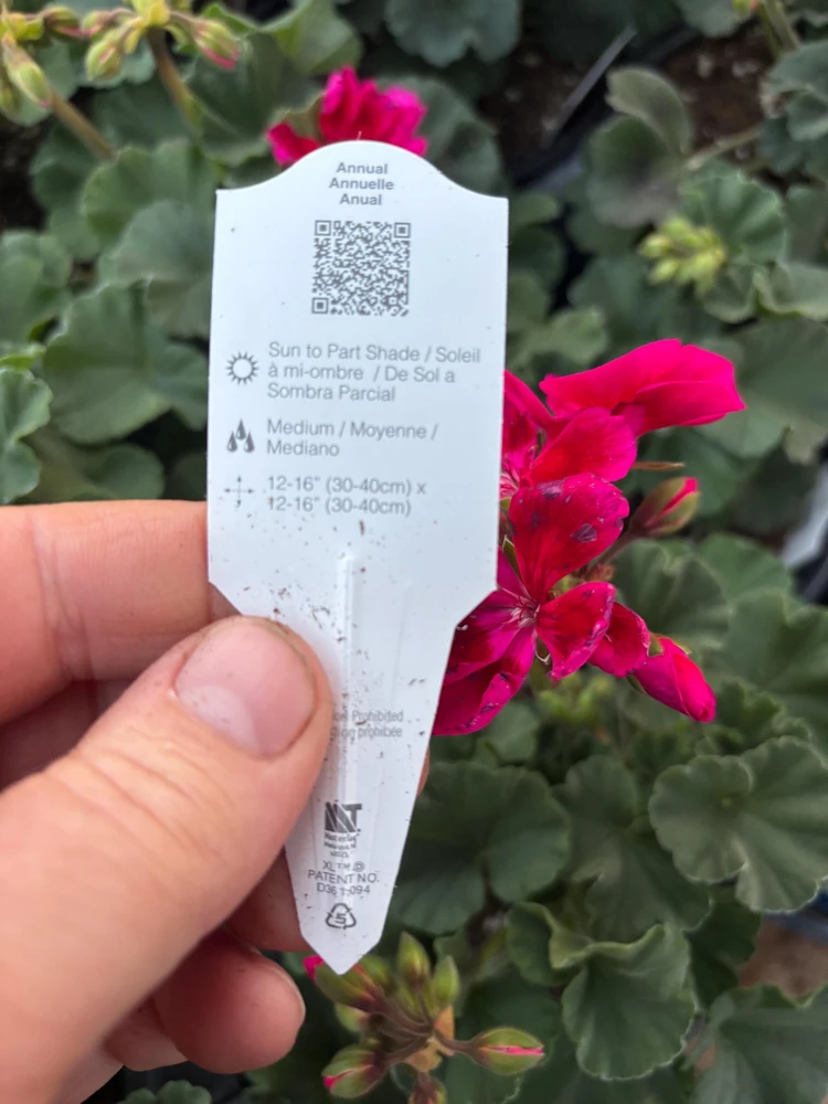 Geranium Mojo Cranberry Splash Live Plant - Zonal Pelargonium - 4.5 in Pot - Image 10