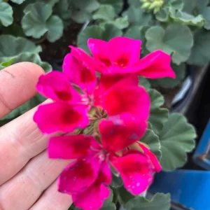 Geranium Mojo Cranberry Splash Live Plant - Zonal Pelargonium - 4.5 in Pot - Image 2