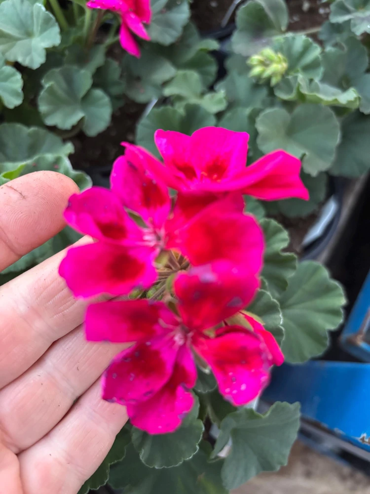 Geranium Mojo Cranberry Splash Live Plant - Zonal Pelargonium - 4.5 in Pot - Image 2