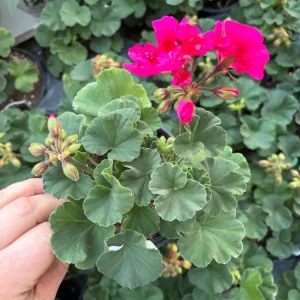 Geranium Mojo Cranberry Splash Live Plant - Zonal Pelargonium - 4.5 in Pot - Image 3
