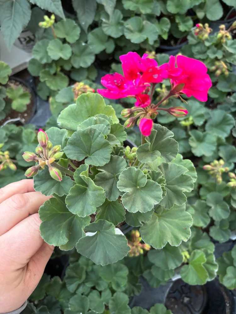 Geranium Mojo Cranberry Splash Live Plant - Zonal Pelargonium - 4.5 in Pot - Image 3