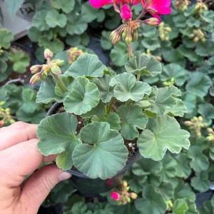 Geranium Mojo Cranberry Splash Live Plant - Zonal Pelargonium - 4.5 in Pot - Image 4