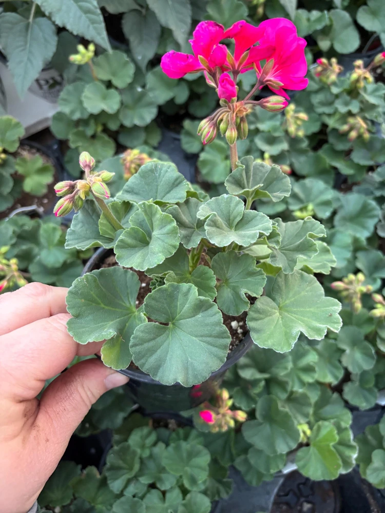 Geranium Mojo Cranberry Splash Live Plant - Zonal Pelargonium - 4.5 in Pot - Image 4