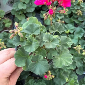 Geranium Mojo Cranberry Splash Live Plant - Zonal Pelargonium - 4.5 in Pot - Image 5
