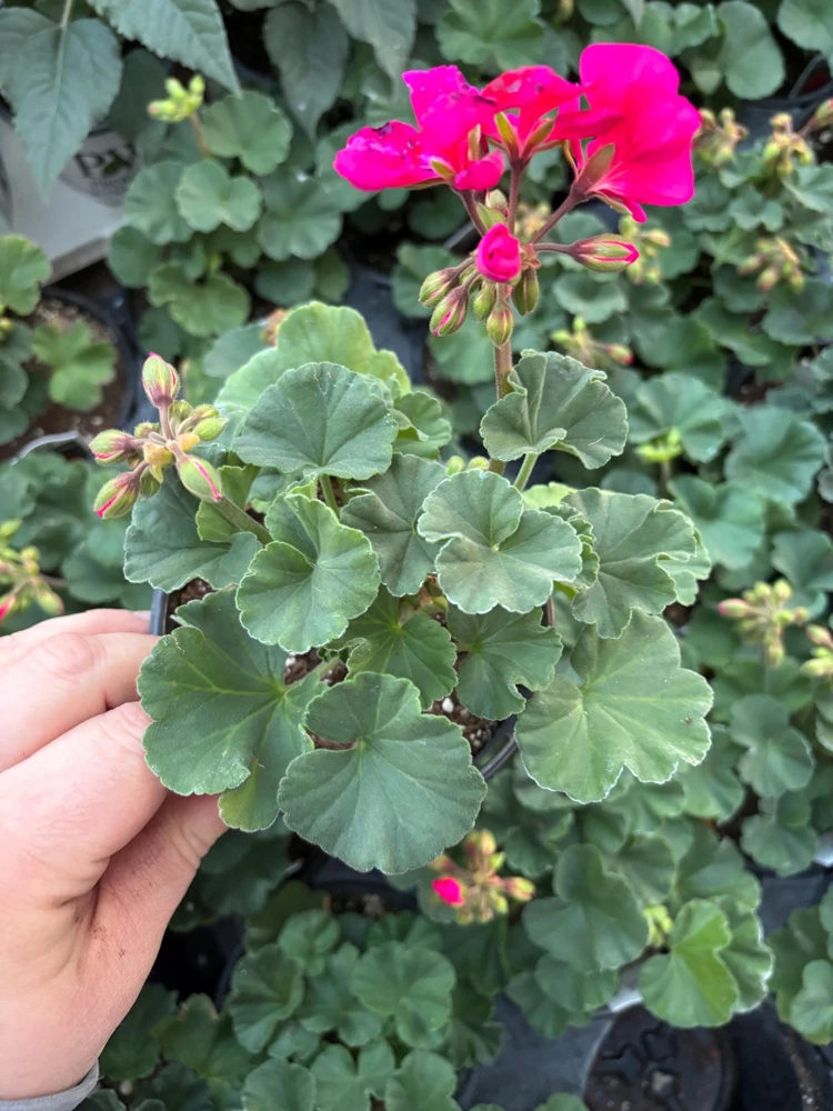 Geranium Mojo Cranberry Splash Live Plant - Zonal Pelargonium - 4.5 in Pot - Image 5