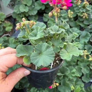 Geranium Mojo Cranberry Splash Live Plant - Zonal Pelargonium - 4.5 in Pot - Image 6