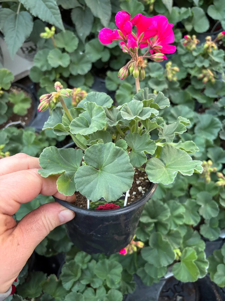 Geranium Mojo Cranberry Splash Live Plant - Zonal Pelargonium - 4.5 in Pot - Image 6
