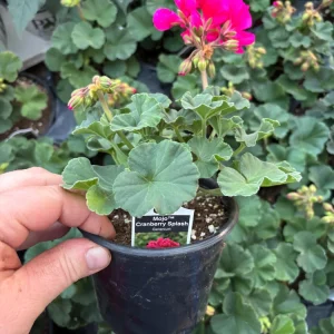 Geranium Mojo Cranberry Splash Live Plant - Zonal Pelargonium - 4.5 in Pot - Image 7