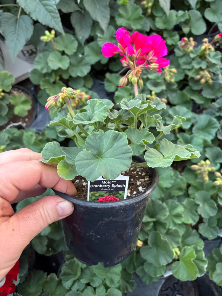 Geranium Mojo Cranberry Splash Live Plant - Zonal Pelargonium - 4.5 in Pot - Image 7